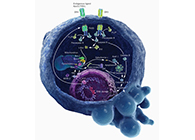 HQL制药、常州隆赛和上海不朽情缘mg官网将共同研新型抗癌药物