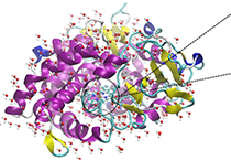 2009年5月不朽情缘mg官网参加了上海国际蛋白质及多肽产业博览会