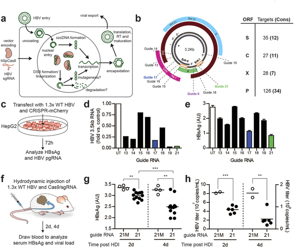 攻克乙肝不是梦，基因编辑靶向“剪切”乙肝病毒