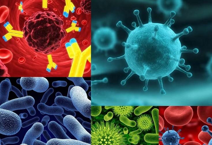 原位杂交技术的基本流程有哪些？