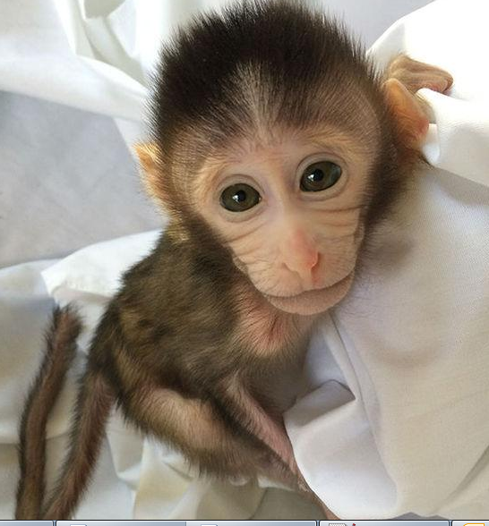 转基因猴成攻克自闭症利剑，首个非人灵长类自闭症模型建立