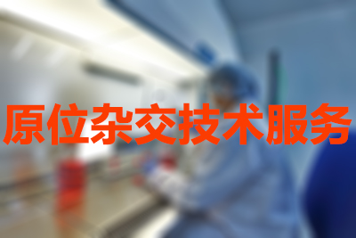 原位杂交技术的分类有哪些？