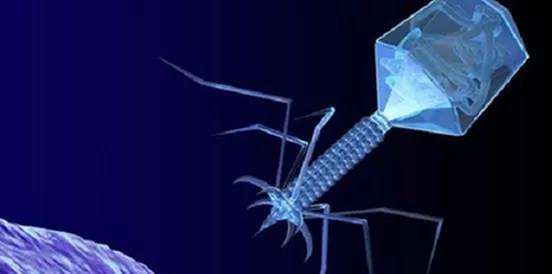 噬菌体疗法、溶瘤病毒，以及构建细胞表达载体的病毒转染因子等都体现出病毒对人类善良温和的一面