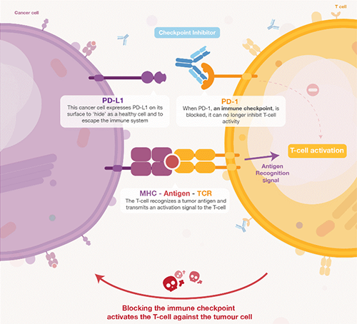 饿了吗？饿一饿原来可以辅助PD-1抑制剂肿瘤免疫治疗 