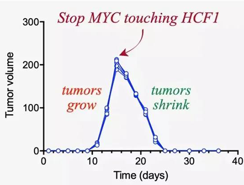 可以“融化”肿瘤的蛋白质，你一定没有听说过！