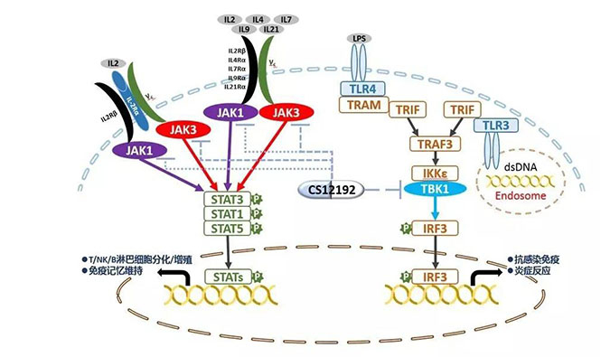 自身免疫疾病或迎新疗法！不朽情缘mg官网助力微芯生物CS12192获批FDA