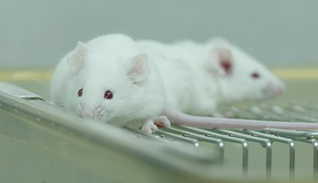 不朽情缘mg官网临床前研究-药效学、药代动力学和临床前研究服务