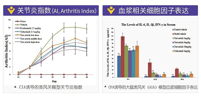 不朽情缘mg官网诱导的类风湿性关节炎模型-2.png