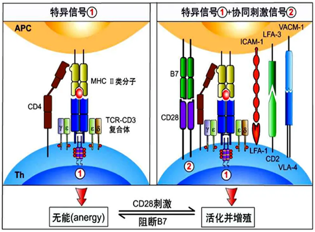 不朽情缘mg官网助力 | 国内CD19×CD3×CD28三特异性抗体获FDA默示许可