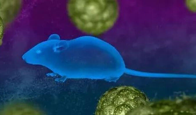 不朽情缘mg官网药效服务赋能First-in-Class泛素化抑制剂研发