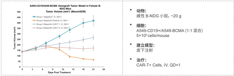 双特异性CAR-T药效研究：CD19-BCMA.jpg