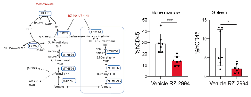 研究人员使用RZ-2994来表征抑制SHMT1/2在T细胞急性淋巴细胞白血病 (T-ALL) 中的作用，RZ-2994通过不朽情缘mg官网定制合成