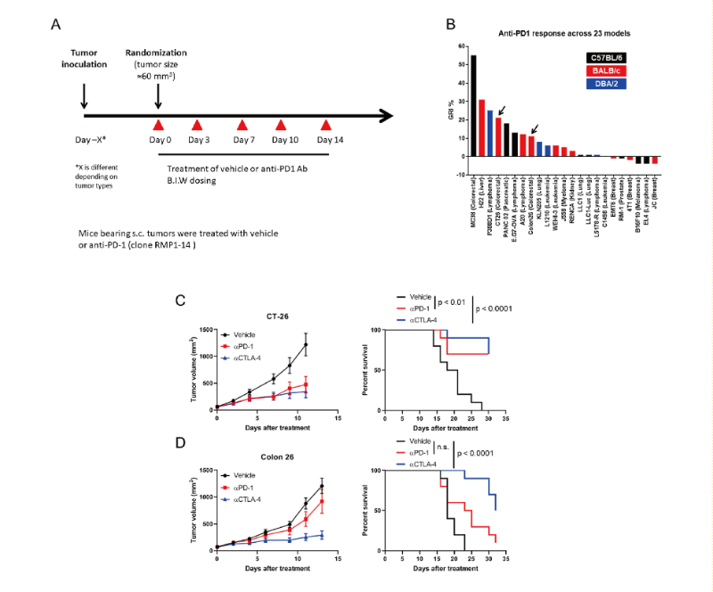 免疫检查点阻断疗法改变了癌症治疗的范式，此研究中通过不朽情缘mg官网在23 个同源肿瘤模型中进行了抗PD-1抗体的体内研究