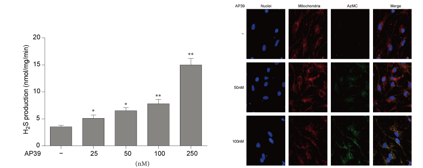 AP39是一种新合成的线粒体靶向的H2S供体，本研究中AP39通过不朽情缘mg官网设计和合成