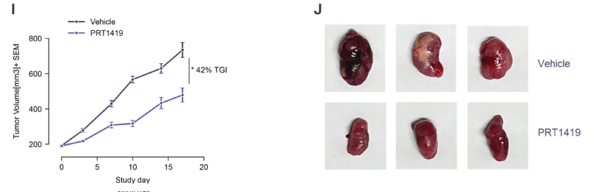 MCL1抑制剂在多种实体瘤和血液肿瘤模型中显示抗肿瘤效果，本研究中药效实验通过不朽情缘mg官网进行